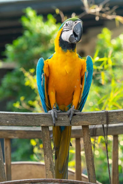 Όμορφη Macaw περάο σε ξύλινο καλάθι — Φωτογραφία Αρχείου