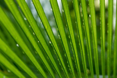 Yağmur damlaları ile doğa arka plan doku palmiye yaprakları.