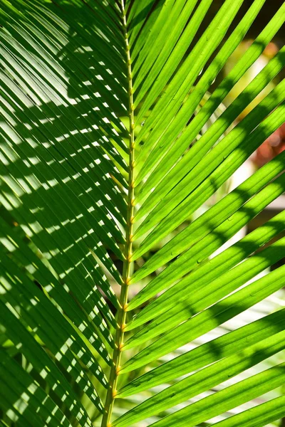 Palma Deixa Textura Com Sombra Natureza Fundo — Fotografia de Stock