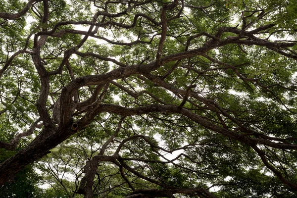 Vista Para Cima Dos Ramos Árvore Grande Com Folha Verde — Fotografia de Stock