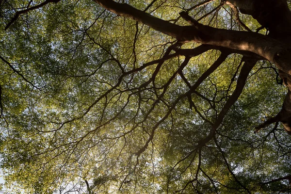 Vista Para Cima Dos Ramos Árvore Grande Com Folha Verde — Fotografia de Stock