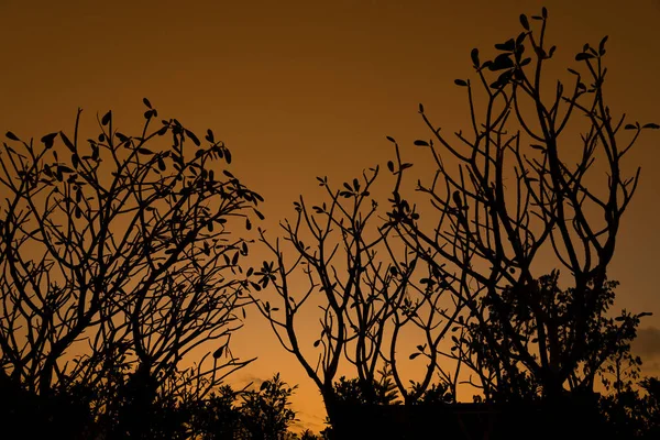 Silueta Ramas Árbol Amanecer Efecto Filtro Color Fondo — Foto de Stock