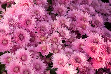 Güzel mor anneler veya Kasımpatı.