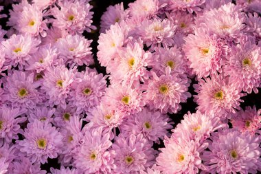 Güzel mor anneler veya Kasımpatı.