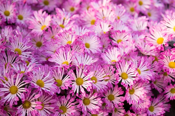 มัมสีม่วงที่สวยงามหรือ Chrysanthemums . — ภาพถ่ายสต็อก