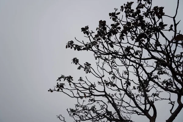 Дерева в тумані . — стокове фото