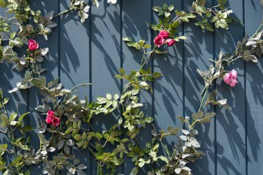 Güzel bir sarmaşık.