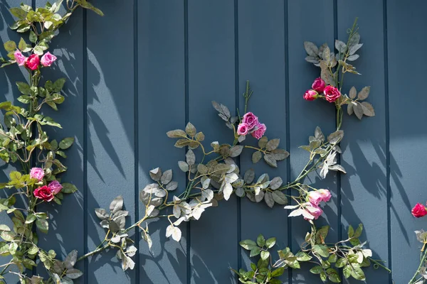 A beautiful ivy. — Stock Photo, Image