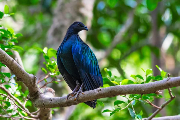 Wetenschappelijke Naam Caloenas Nicobarica Nicobar Duif Een Tak Jungle — Stockfoto