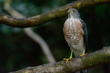 Shikra veya Accipiter badius ağaç üzerinde asılı olan, geri dönüp başını yana çevir.