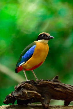 Mavi kanatlı pide veya pide moluccensis 