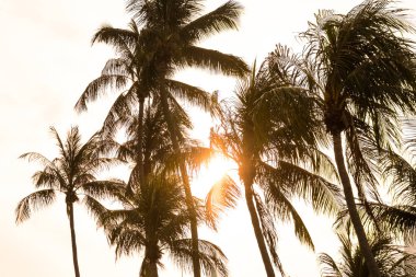 Hindistan cevizi ağacı günbatımı arka plan ile silüeti.