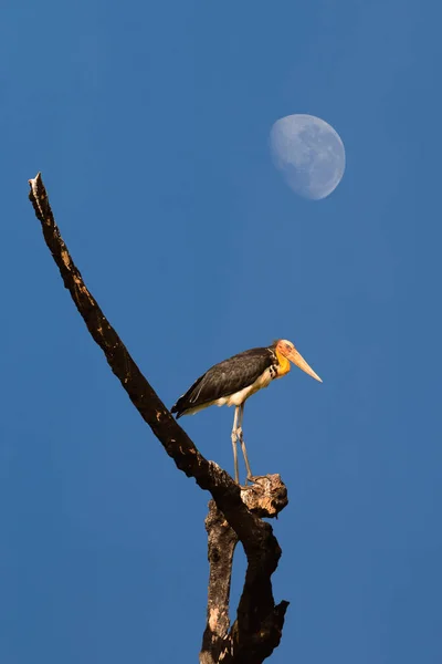 Lesser Adjutant Stork Hanging Branches Blue Sky Moon — Stock Photo, Image