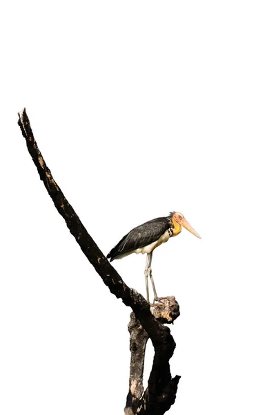 Lesser Adjutant Stork Hanging Branches White Background — Stock Photo, Image