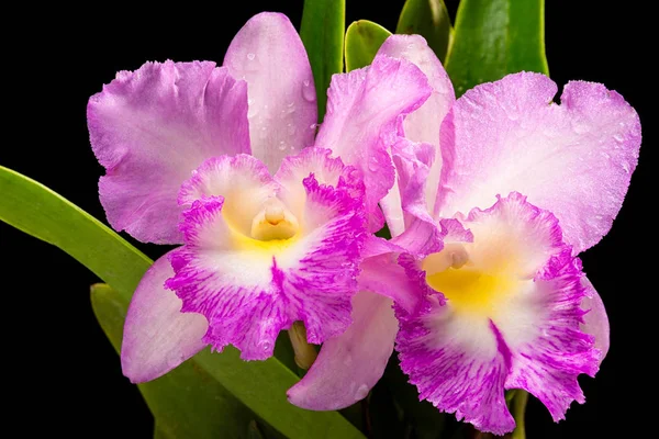 Flor de orquídea roxa isolada de perto . — Fotografia de Stock