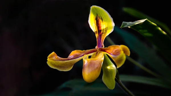 Paphiopilum Villosujm Orquídea silvestre . — Foto de Stock