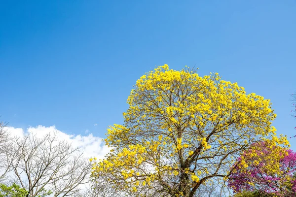 黄色イペは ブラジルのすべての地域で発見され いつもの博物学者 政治家も注目を集めています 1961 年に当時の大統領 Janio クアドロス宣言種 Tabebuia Vellosoi — ストック写真