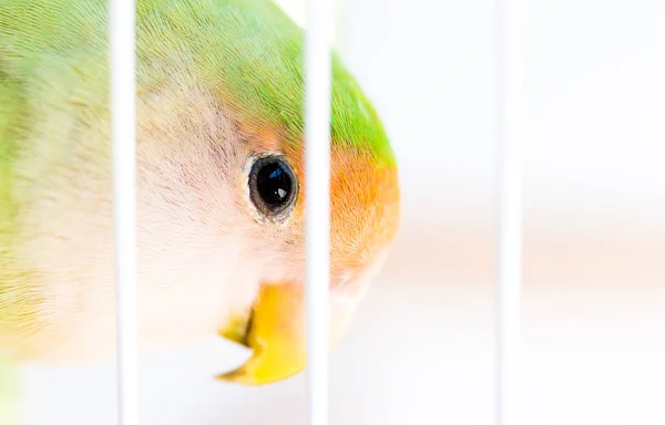 Lovebird Common Name Agapornis Small Genus Parrot Eight Species Native — Stock Photo, Image