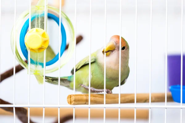 Lovebird Common Name Agapornis Small Genus Parrot Eight Species Native — Stock Photo, Image