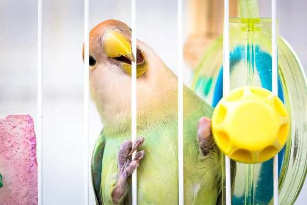 Lovebird Common Name Agapornis Small Genus Parrot Eight Species Native — Stock Photo, Image