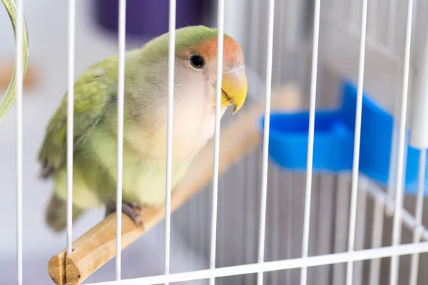 Lovebird Common Name Agapornis Small Genus Parrot Eight Species Native — Stock Photo, Image