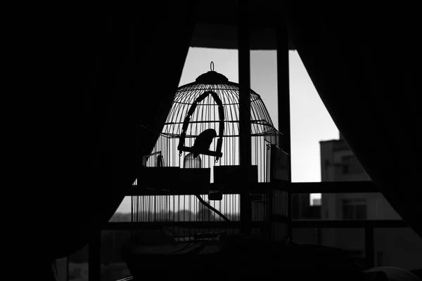 Silhouette of bird trapped in a cage watching the sunset,