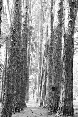 Parkta dizilmiş çam ağaçları.