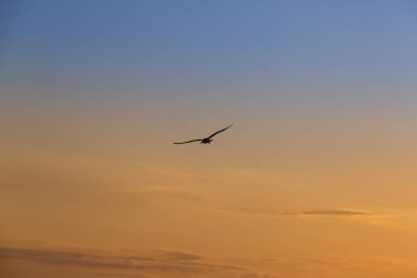 Yalnız tropik bir gün batımı sırasında uçan martı.