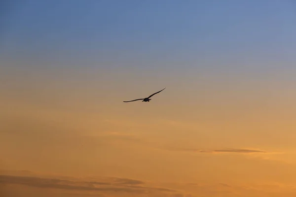 Gaivota Voando Sozinha Durante Pôr Sol Tropical — Fotografia de Stock