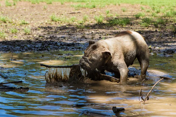 French Bulldog playing in the mud — Stock Photo, Image