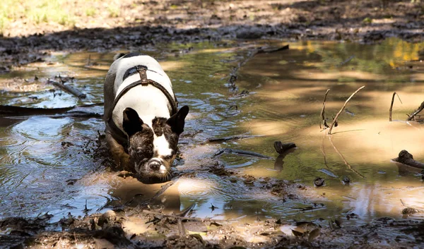 Bulldog francez care se joacă în noroi — Fotografie, imagine de stoc