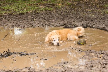 Yaz gününde top oynamaya getir sonra bir çamura serinlemek golden retriever kaç birikintisi.