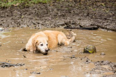 Yaz gününde top oynamaya getir sonra bir çamura serinlemek golden retriever kaç birikintisi.