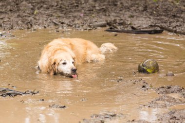 Yaz gününde top oynamaya getir sonra bir çamura serinlemek golden retriever kaç birikintisi.