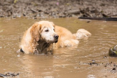 Yaz gününde top oynamaya getir sonra bir çamura serinlemek golden retriever kaç birikintisi.