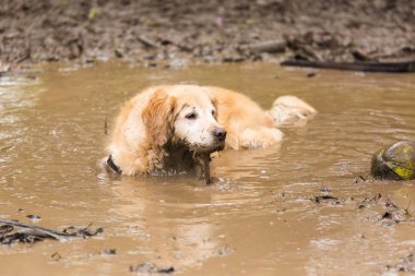 Yaz gününde top oynamaya getir sonra bir çamura serinlemek golden retriever kaç birikintisi.