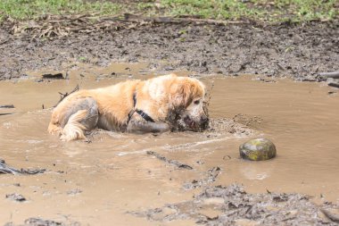 İki Golden Retriever çamura eğleniyor.