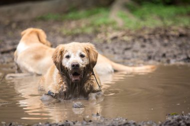 İki Golden Retriever çamura eğleniyor.