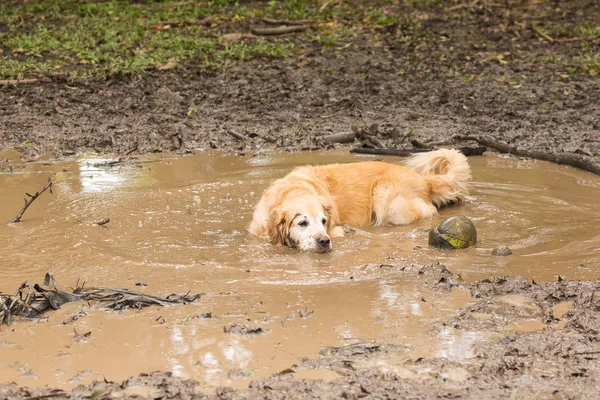 Golden Retriever Couple Cooling Mud Puddle Playing Fetch Ball Summer — Stock Photo, Image