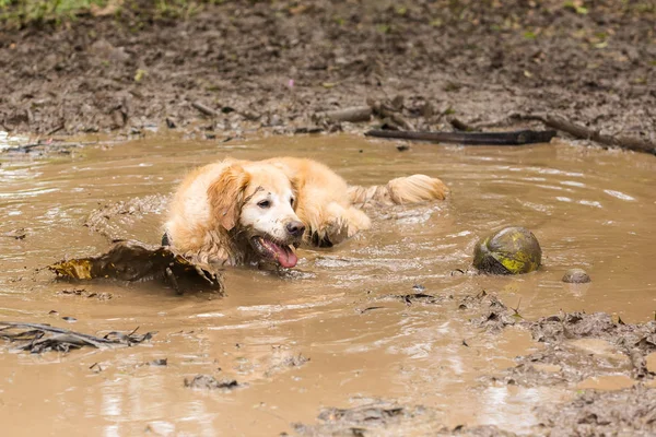 Golden Retriever Couple Cooling Mud Puddle Playing Fetch Ball Summer — Stock Photo, Image