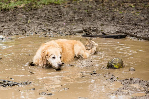 Golden Retriever Coppia Raffreddamento Una Pozzanghera Fango Dopo Aver Giocato — Foto Stock