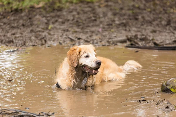 Golden retriever esfriando em uma poça de lama — Fotografia de Stock