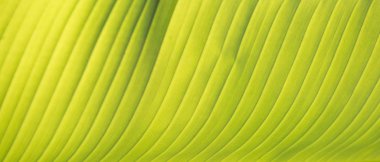 Muz Yaprak yapılan arka plan