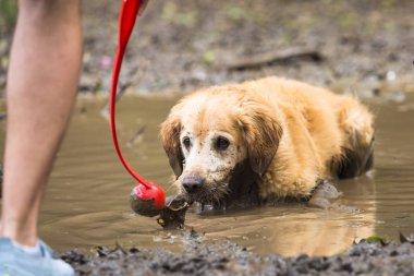 İki Golden Retriever çamura eğleniyor.