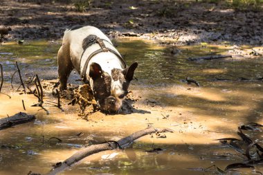Fransız Buldog çamur birikintisinde serinlemek 