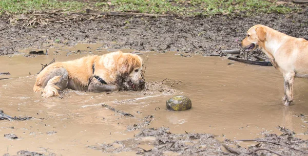 Golden Retrievers se divertindo na lama . — Fotografia de Stock