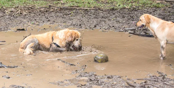 Golden Retrievers divirtiéndose en el barro . —  Fotos de Stock