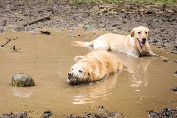 Золотистые ретриверы веселятся в грязи . — стоковое фото