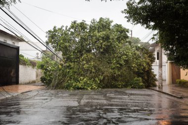 Ağaç sokakta tropikal fırtına tarafından devrildi, Sao Paulo, Brazi