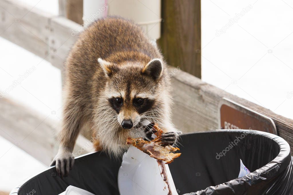 Raccoon looking for food in trash